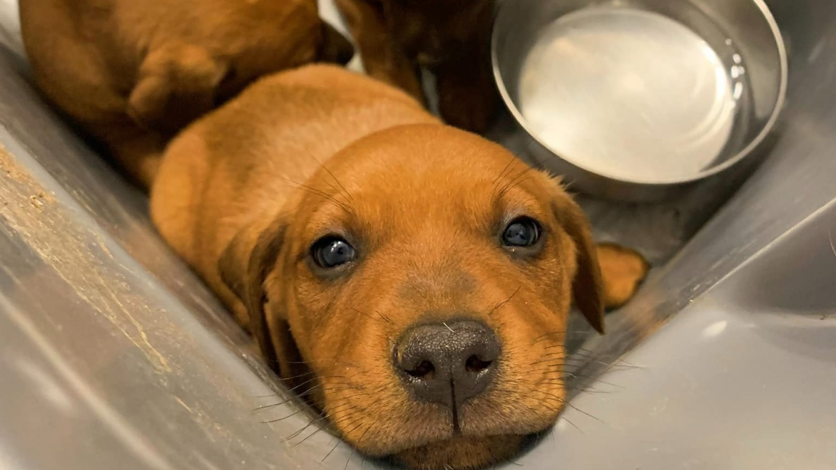 Illustration : "En suivant son intuition, un homme découvre 4 chiots abandonnés dans une boîte en plastique en plein soleil (vidéo)"