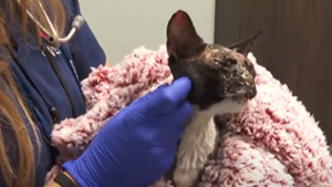 Illustration : Cette chatte retrouvée avec le corps et le visage collés entame son long processus de guérison (vidéo)