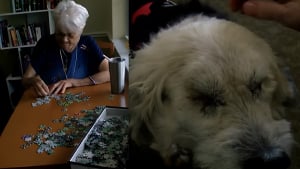Illustration : "Un chien aveugle adopté par une dame âgée commence sa nouvelle vie dans une maison de retraite"