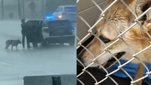 Illustration : Un chien perdu au milieu de la route sous une pluie battante doit son salut au geste admirable d'un policier (vidéo)