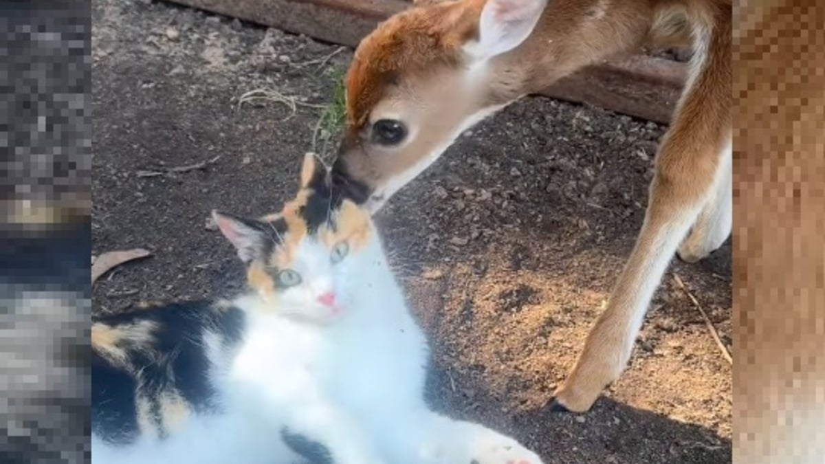 Illustration : "Cette chatte qui ne s'entend pas avec ses congénères préfère passer du temps avec ses nouveaux amis faons (vidéo)"