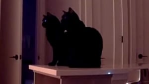 Illustration : "Ces 2 chats noirs pas du tout effrayés par un feu d'artifice décident même de profiter du spectacle ensemble (vidéo)"