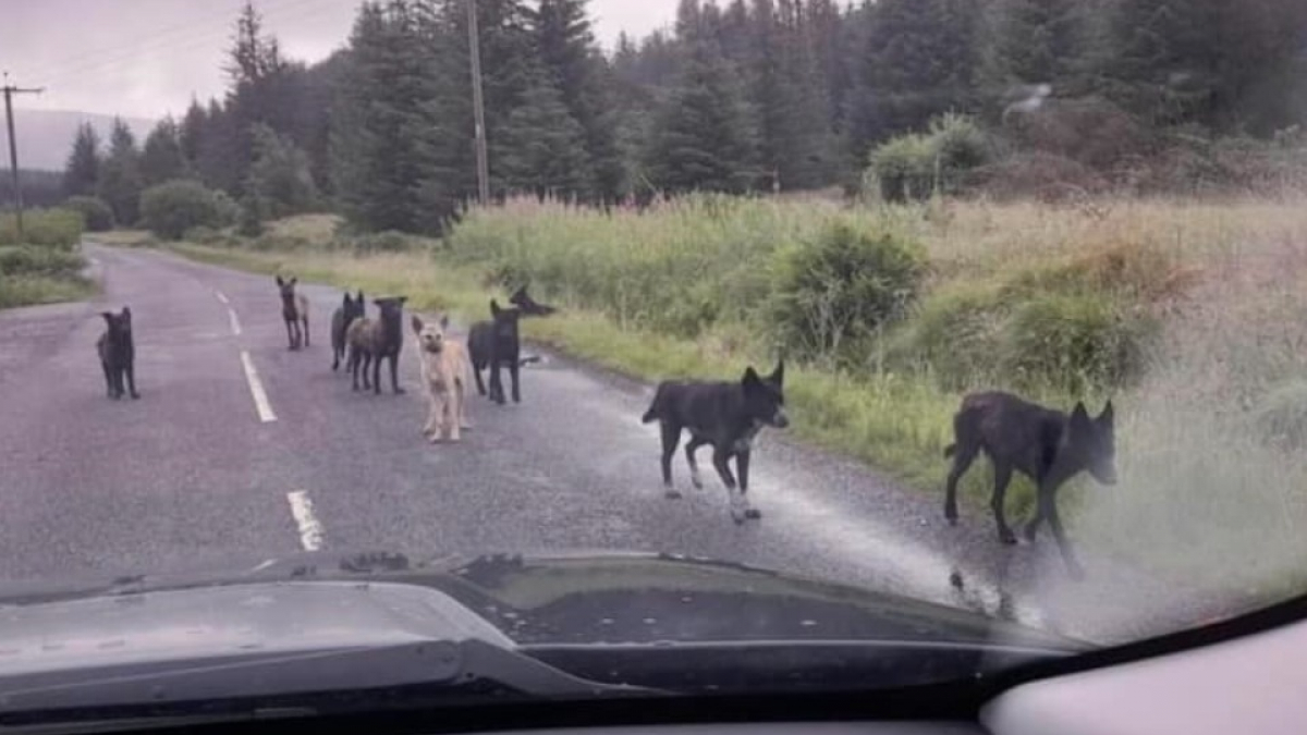 Illustration : "Un an après leur sauvetage, 6 chiens sont à nouveau réunis avec leurs bienfaiteurs à l’occasion de retrouvailles émouvantes"