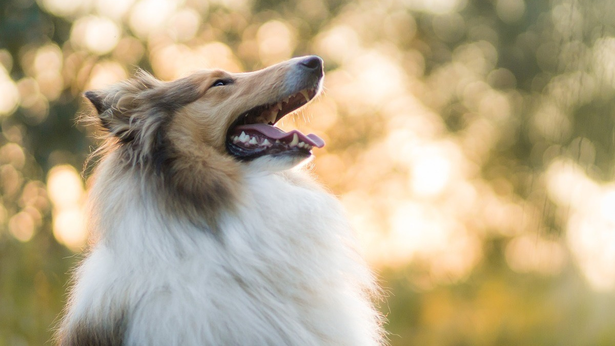 Illustration : "Les solutions innovantes pour aider votre chien ou chat à rester hydraté cet été"