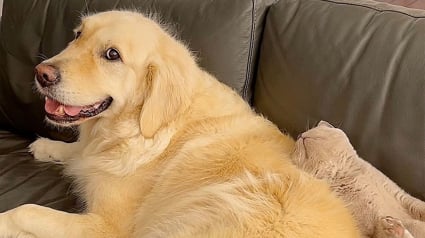 Illustration : Un Golden Retriever surmonte son anxiété de séparation grâce à un adorable chaton de soutien émotionnel (vidéo)