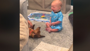 Illustration : "Ce bébé rencontre un chien pour la première fois et entre dans un fou rire contagieux (vidéo) "