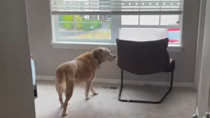 Illustration : "La routine matinale adorable d'une chienne séniore assise sur son fauteuil préféré attendrit les internautes par milliers (vidéo)"