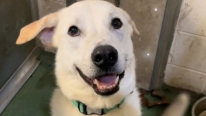 Illustration : "Après 215 jours à attendre au refuge, un gentil chien avait fini par perdre le sourire jusqu’à ce qu’une famille décide enfin de l’adopter (vidéo)"