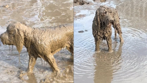 Illustration : "Une chienne entre dans une telle extase en s'offrant un bain de boue pour la première fois de sa vie qu'elle ignore les ordres de ses maîtres (vidéo)"