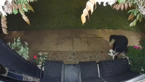 Illustration : Le vol scandaleux d’un chat de 18 ans très aimé dans son quartier (vidéo)