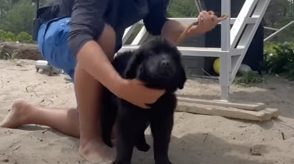 Illustration : En tant que nouvelle recrue de l’équipe de sauveteurs, ce chiot s’entraîne dur pour assurer la sécurité des nageurs à la plage (vidéo)