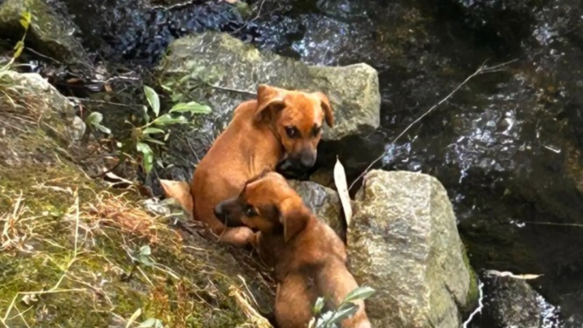 Illustration : "Un trio de chiots tétanisés au bord de l’eau interpelle des promeneurs en visite dans un parc"