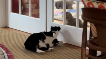Illustration : Les vaines tentatives d'un chat de séduire la chatte dont il est épris émeuvent les internautes (vidéo) 