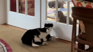 Illustration : "Les vaines tentatives d'un chat de séduire la chatte dont il est épris émeuvent les internautes (vidéo) "