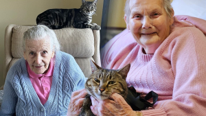 Illustration : Adopté par une maison de retraite après le décès de son propriétaire, ce gentil chat tigré apporte une joie infinie aux pensionnaires de l’établissement