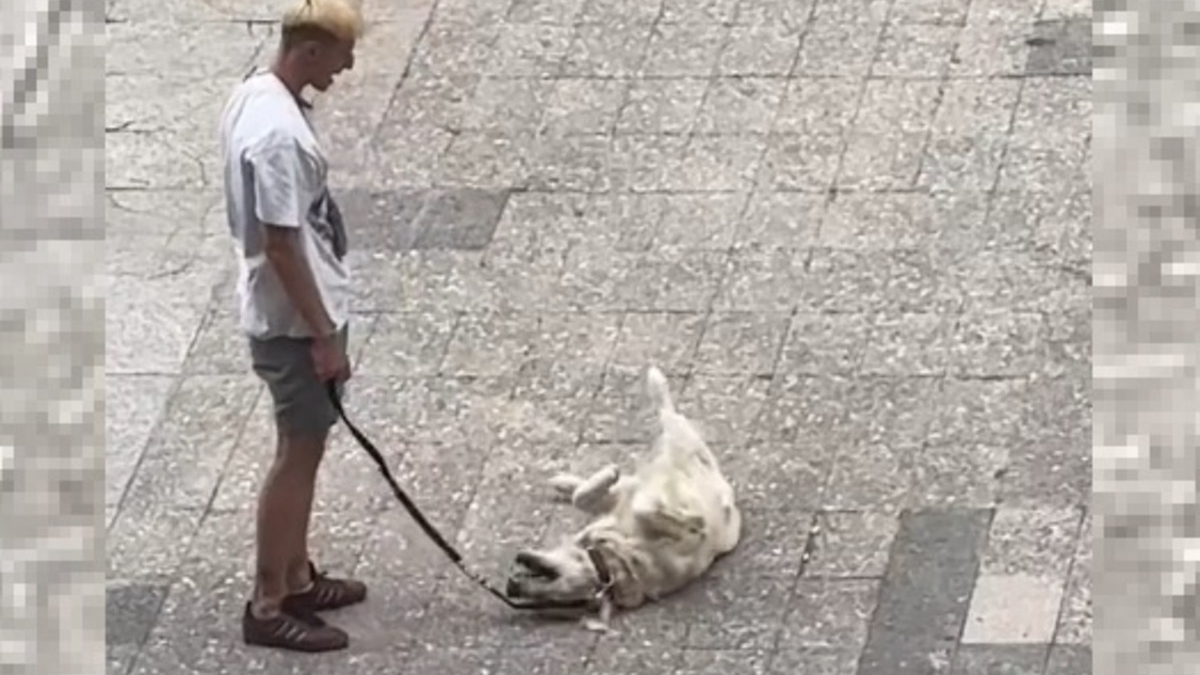 Illustration : "Un Golden Retriever fait tout une scène en comprenant que sa promenade est terminée, la vidéo devient virale"