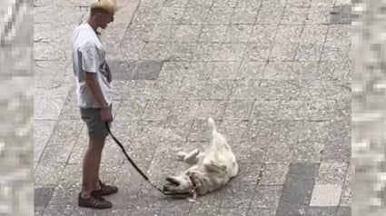 Illustration : Un Golden Retriever fait tout une scène en comprenant que sa promenade est terminée, la vidéo devient virale