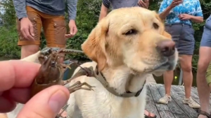 Illustration : "Les grimaces de ce Labrador qui rencontre des écrevisses pour la première fois sont inestimables (vidéo)"