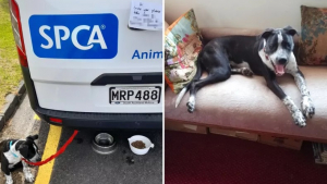 Illustration : Après avoir été abandonné près de la camionnette d’une association de sauvetage, un chien renoue avec le bonheur dans sa nouvelle famille