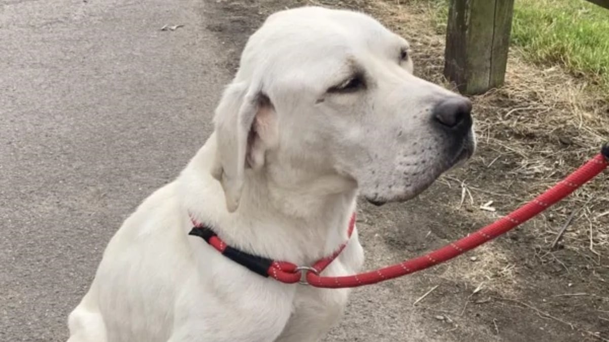 Illustration : "Sauvé d'un abattoir canin, ce Labrador réapprend à vivre et à être heureux à des milliers de kilomètres chez sa nouvelle famille"