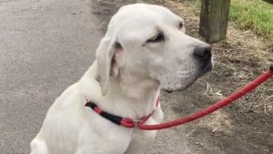 Illustration : Sauvé d'un abattoir canin, ce Labrador réapprend à vivre et à être heureux à des milliers de kilomètres chez sa nouvelle famille