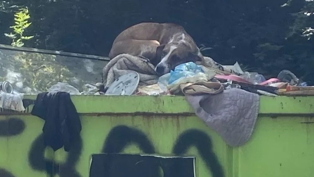 Illustration : "Une chienne abandonnée dans une benne à ordures échappe au pire grâce à une association et se métamorphose pour trouver un nouveau foyer"