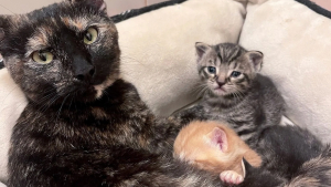 Illustration : "Une ex-chatte errante, mère de 3 chatons, accepte de prendre en charge 2 orphelins et de les aimer de manière inconditionnelle  "