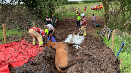 Illustration : Des pompiers redonnent espoir à un cheval de 20 ans piégé dans un mètre de boue