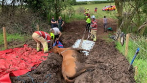 Illustration : Des pompiers redonnent espoir à un cheval de 20 ans piégé dans un mètre de boue