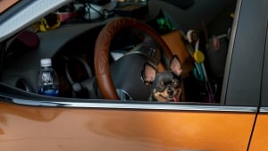 Illustration : Sauvetage in extremis d'un chien enfermé dans la voiture de son maître où la température atteignait 65°C 