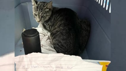 Illustration : Une chatte abandonnée devant un refuge vit sa première et dernière maternité