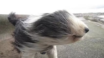 Illustration : 12 chiens qui sont littéralement dans le vent