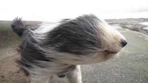 Illustration : "12 chiens qui sont littéralement dans le vent"