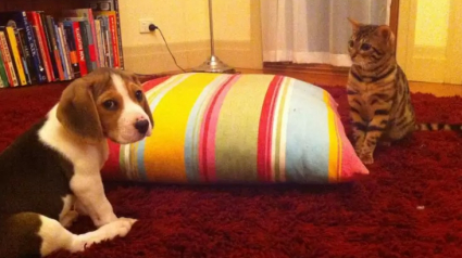 Illustration : 7 photos de chats qui ont compris qu’ils allaient devoir partager la maison avec un chiot
