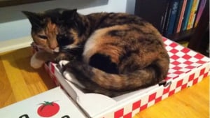 Illustration : "10 chats qui sont tombés amoureux d’un carton de pizza"