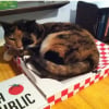 Illustration : 10 chats qui sont tombés amoureux d’un carton de pizza