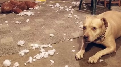 Illustration : 14 chiens qui auraient mieux fait de réfléchir avant de s’attaquer à leur doudou préféré