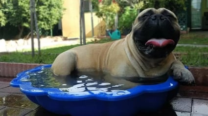 Illustration : 18 photos de chiens qui se rafraîchissent avec bonheur dans leur piscine personnelle