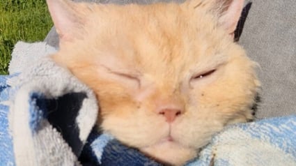 Illustration : Cette chatte sauvée d'un élevage intensif profite du soleil pour la première fois de sa vie