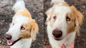 Illustration : La maîtresse d'un chien aveugle et sourd utilise une technique adorable pour lui faire savoir qu'il est temps de rentrer (vidéo)