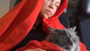 Illustration : Un chat se distingue par son comportement calme et silencieux dans un avion où les pleurs d’un bébé humain retentissent (vidéo)