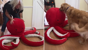 Illustration : Un chien-guide passionné de peluches explose de joie en découvrant son énorme cadeau d'anniversaire (vidéo)