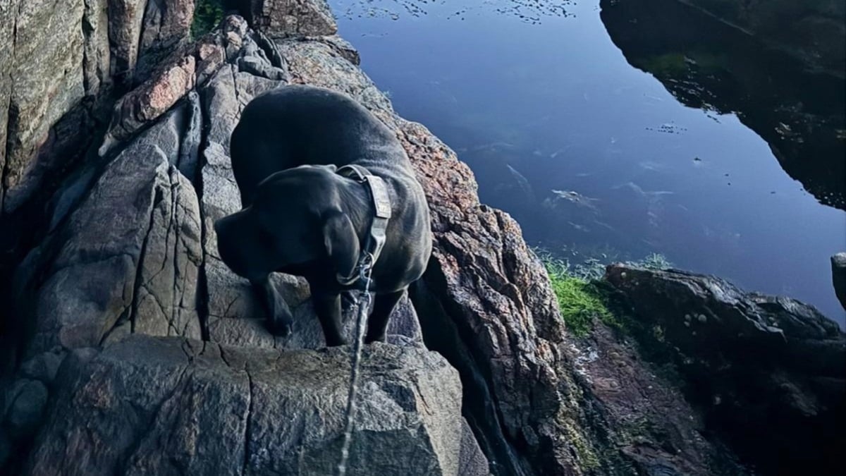 Illustration : "Un chien disparu depuis une semaine retrouvé par un randonneur au bord d'une falaise"