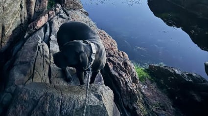 Illustration : Un chien disparu depuis une semaine retrouvé par un randonneur au bord d'une falaise