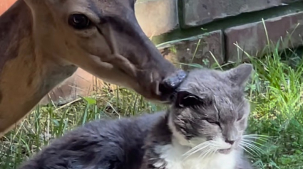 Illustration : L'improbable amitié de ce chat et de cette biche dure depuis plus d’une décennie (vidéo)