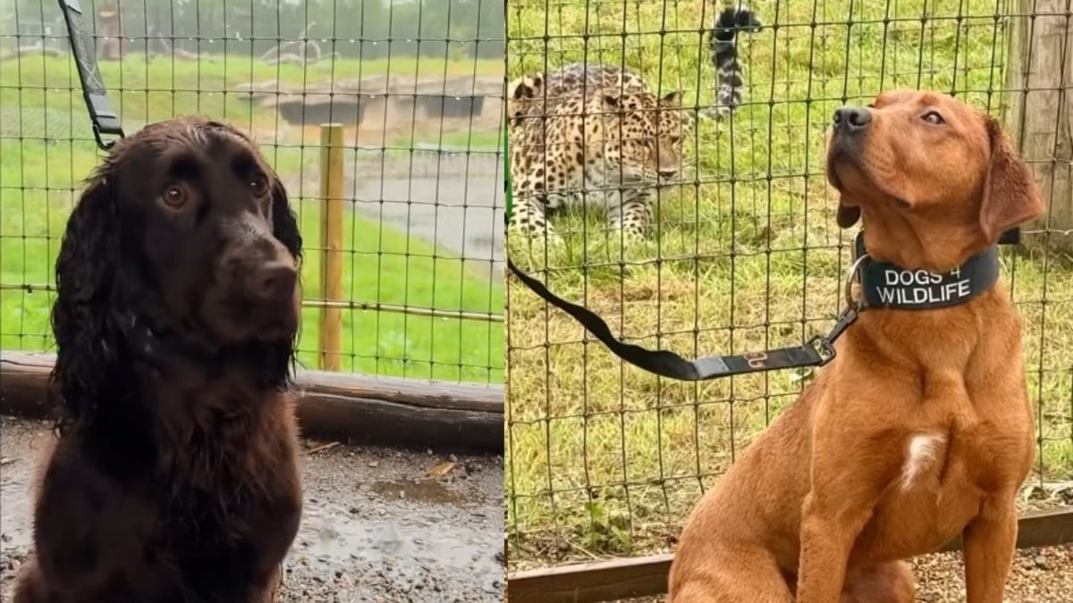 Illustration : "Des chiens formés à combattre le braconnage effectuent un séjour au zoo pour s'entraîner avec les espèces qu'ils protégeront à des milliers de kilomètres"