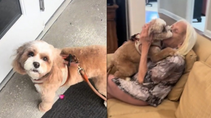 Illustration : La joie communicative d'une chienne rendant visite à sa "mamie" atteinte d'Alzheimer en maison de retraite (vidéo)