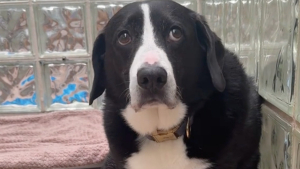 Illustration : De retour au refuge après 8 ans de vie de famille, ce chien retrouve le sourire grâce à une personne du passé (vidéo)
