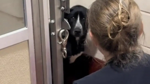 Illustration : "Le regard triste d'une chienne de refuge découverte attachée à un banc public interpelle une visiteuse qui n'avait pas l'intention d'adopter (vidéo)"