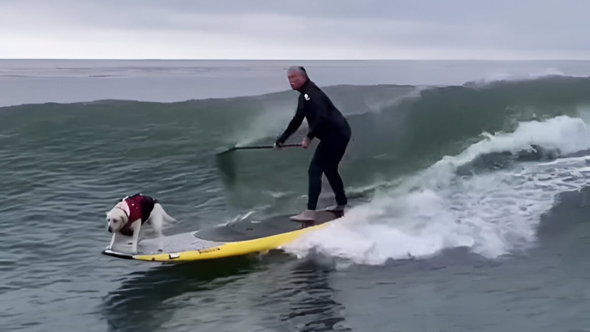 Illustration : "Cette chienne d’assistance amoureuse de l’océan a un talent indéniable pour le surf (vidéo)"